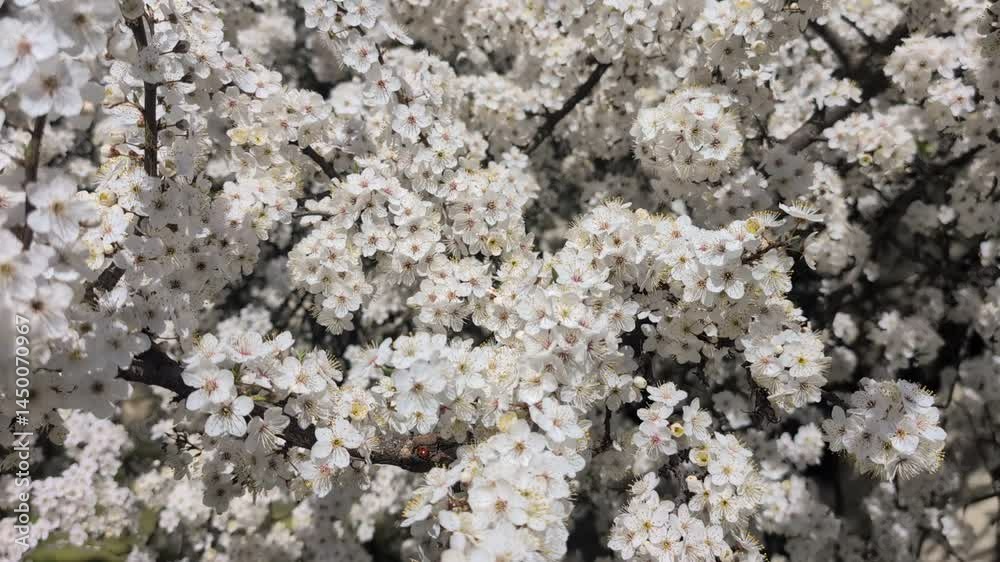 A close-up of delicate white blossoms with yellow stamens, densely clustered on a branch, surrounded by similar flowers in a blurred background A close-up of delicate white blossoms with yellow stamens, densely clustered on a branch, surrounded by similar flowers in a blurred background
