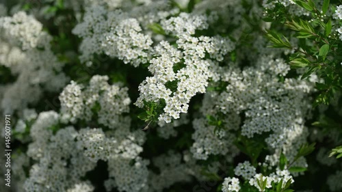 Beautiful spiraea bush with white flowers blooming in spring garden photo
