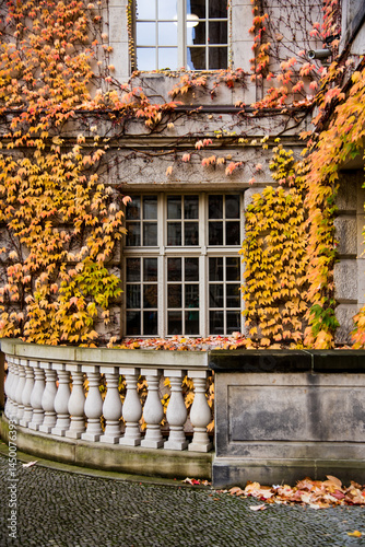 Old window surrounded by ivy  autumn leaves