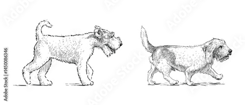 Sketches of two different purebred terrier dogs walking, pets, side view, realistic hand drawn vector illustration isolated on white