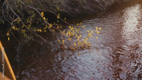 Wallpaper Mural Spring Riverbank With Fresh Green Leaves and Gentle Water Ripples Torontodigital.ca
