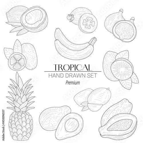 Hand-drawn vector illustrations of tropical fruits including pineapple, mango, papaya, passion fruit, dragon fruit, coconut, and banana. Perfect for summer branding, menus, and packaging.