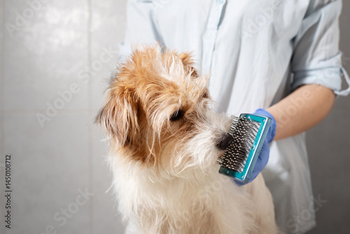 Jack Russell Terrier Smelling Grooming Brush in Preparation for Brushing