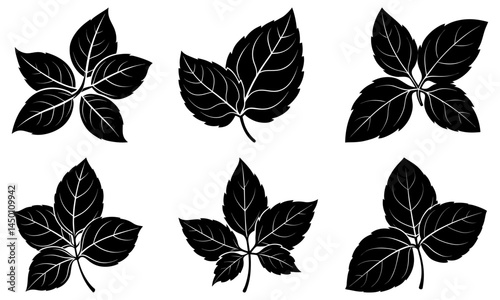 Basil silhouette vector