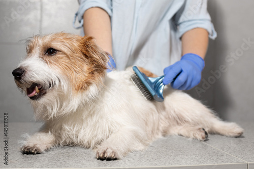 Happy Jack Russell Being Groomed by Vet on Table