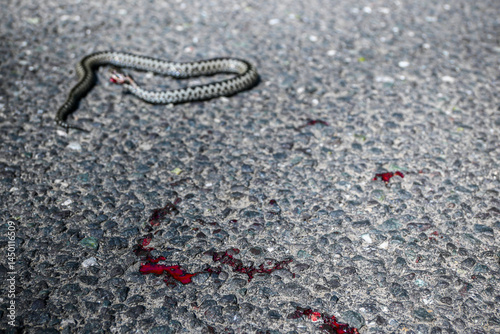 Injured common european adder or vipera berus showing bloody wound lying on asphalt road photo