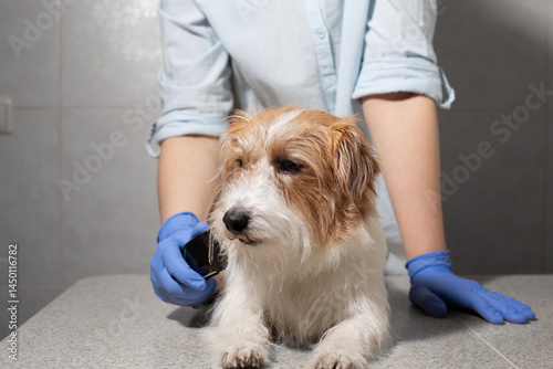 Dog Lying on Table Near Clipper with Grey Background