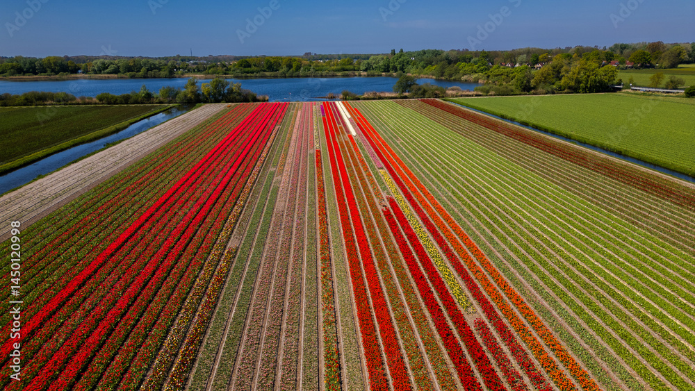 Obraz premium Aerial view of colorful tulip fields in full bloom on a sunny spring day in the Netherlands, showcasing vibrant floral patterns.