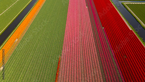 Stunning aerial photo of blooming tulips in neat rows stretching across the Dutch landscape in springtime.