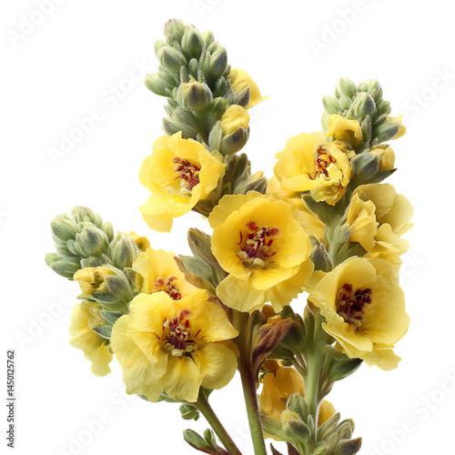 Elegant White Mullein Floral Collection with Organic Style