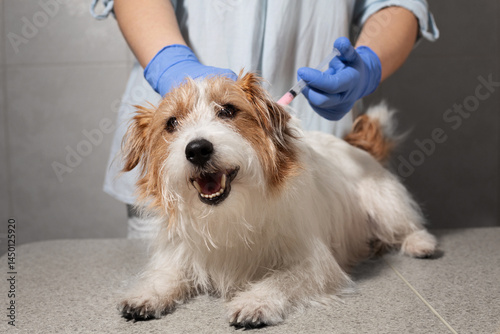 Veterinarian vaccinating dog behind neck