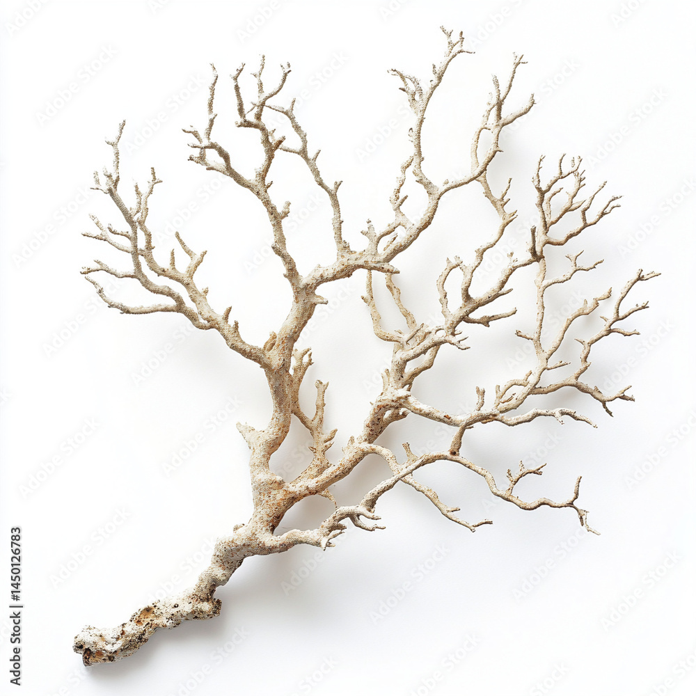 Fototapeta premium branch of a tree