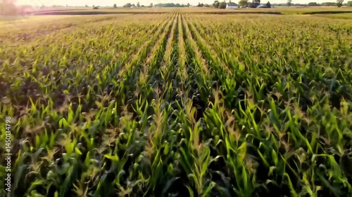 Golden Hour Flight: Endless Green Cornfields