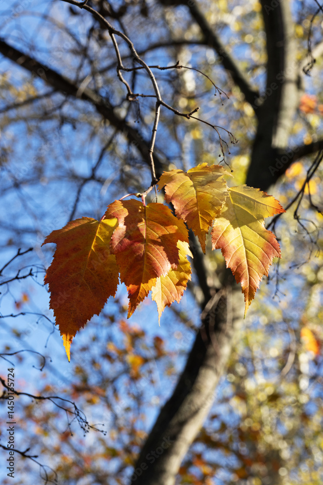 Autumn leaves on the tree