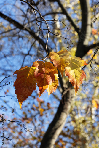 Obraz na płótnie Autumn leaves on the tree w salonie