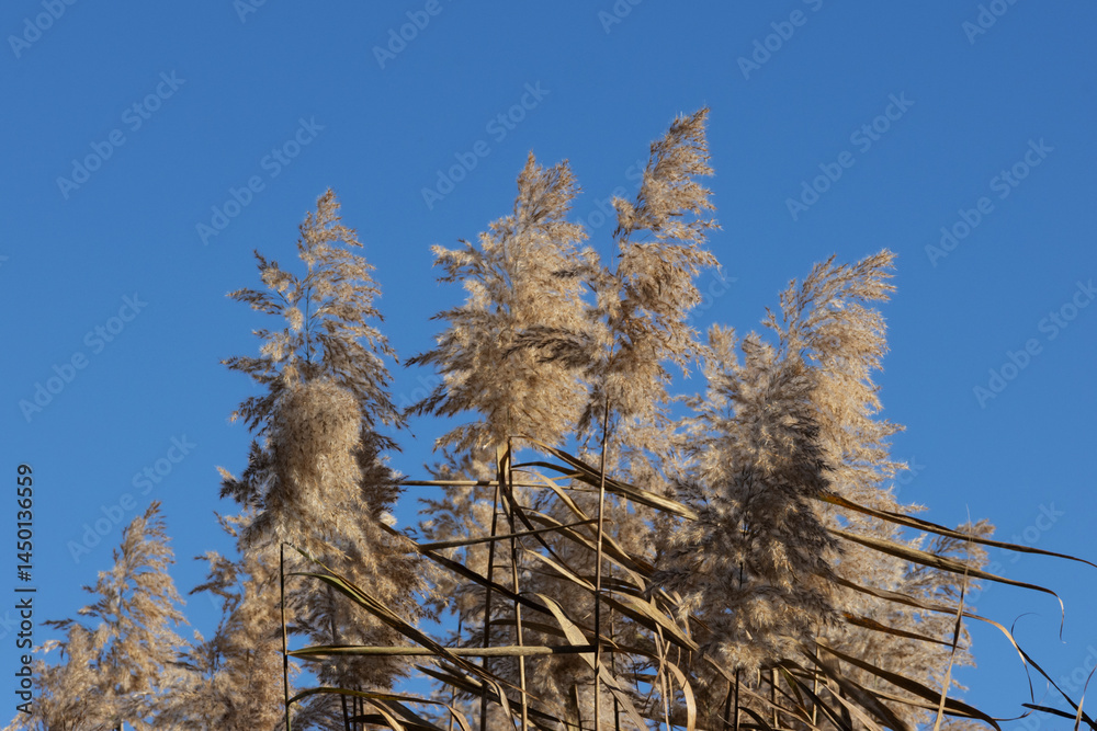 Reed against a blue sky