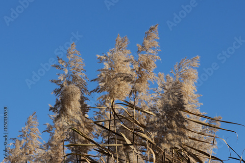 Obraz na płótnie Reed against a blue sky w salonie