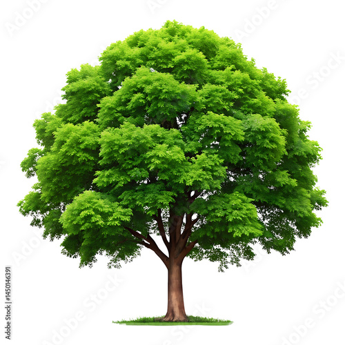 Lush Green Tree isolated on transparent background Perfect for Nature Compositions
