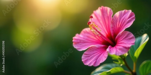 Single pink hibiscus, dew drops, morning sunlight, floral, morning