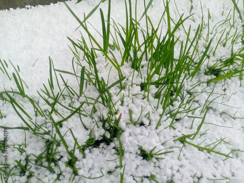 grass in snow