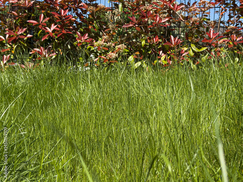 Lush green grass contrasts ...