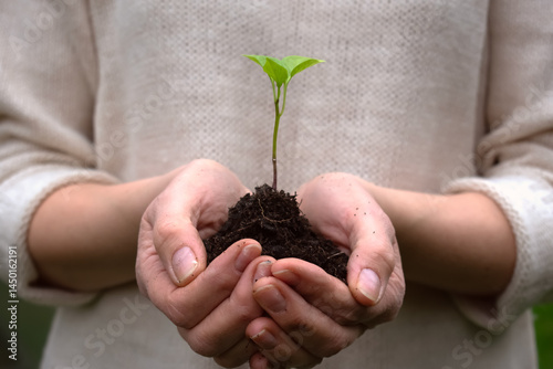 Close-up shot of a woman's hand holding a young green plant or seedling with soil. Sprouted pepper seed with several leaves in fertile soil. Rural ecological farming.