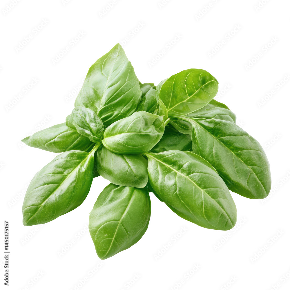 Fresh basil leaves clustered together.  Bright green leaves, vibrant and healthy looking