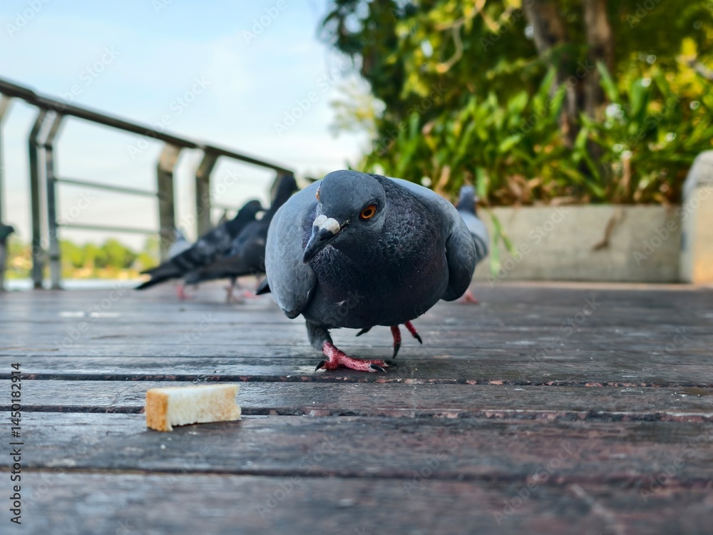 Fototapeta premium Close-Up of Pigeon Pecking at Food on Wooden Deck