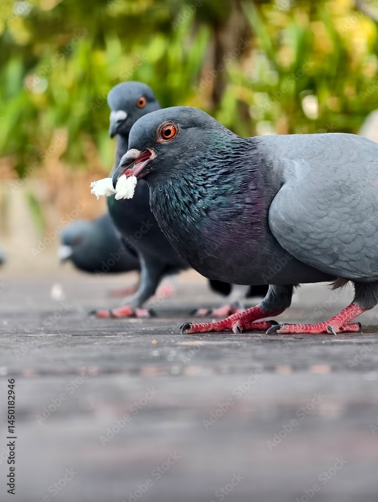 Obraz premium Close-up of Pigeons Feeding on Crumbs Outdoors