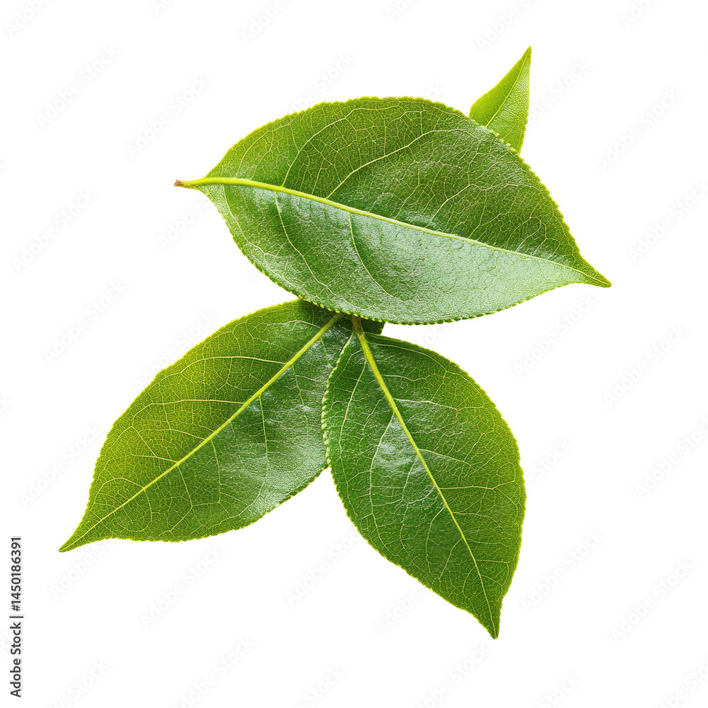 Fototapeta premium Fresh, vibrant green leaves, slightly overlapping, in a close-up, isolated shot. Healthy, lush, and full of life