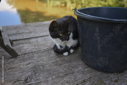 A black and white domestic cat sits on wooden planks and looks fearfully out from behind a plastic black bucket