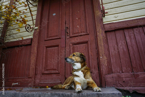 A red-and-white old domestic dog lies on the threshold of a house in front of an old wooden door, an autumn day