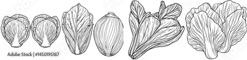 The chicory is a cartoon salad vegetable often found in whole vegetarian salads made from fresh agriculture produce or organic farm ripe chicory