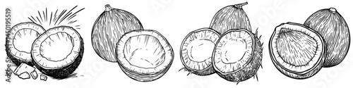 Modern exotic palm tree nut, oil and milk ingredient depicted as a tropical coconut isolated whole and cut fruit sketch