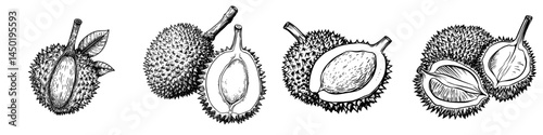 Durian tropical fruit isolated sketch. Modern exotic dessert, tasty pulp with yellow flesh’ becomes ‘Isolated sketch of durian tropical fruit, a modern exotic dessert with tasty pulp and yellow flesh