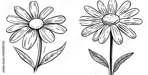The image showcases a bright pink daisy with curved petals, set against a pristine white backdrop, exemplifying a straightforward yet elegant design that exudes beauty and refinement