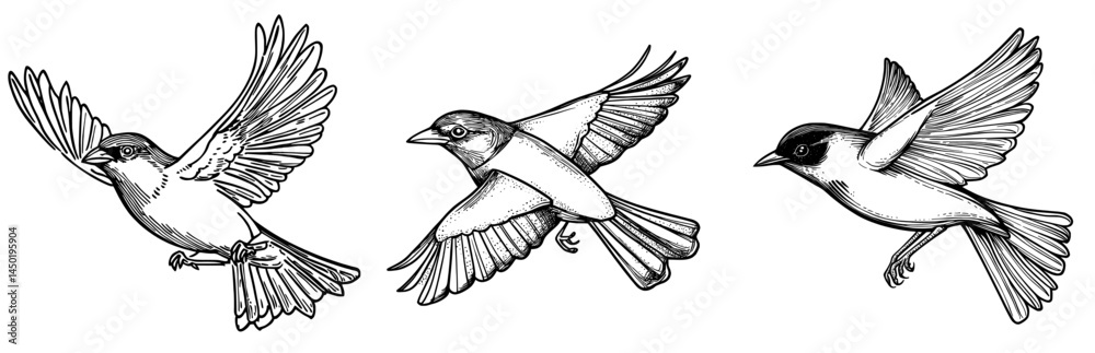 Naklejka premium A monochrome depiction of a flying bird is illustrated, emphasizing the silhouette of its wings and tail feathers in great detail