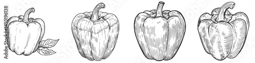 A modern Bulgarian bell pepper is depicted in a sweet red capsicum isolated sketch as a fresh vegetable