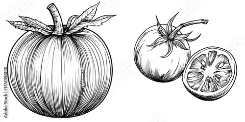 A sketch of an isolated red organic vegetable, specifically the modern tomato, showcases its use as a healthy food option, including cherry and berry varieties for dieting