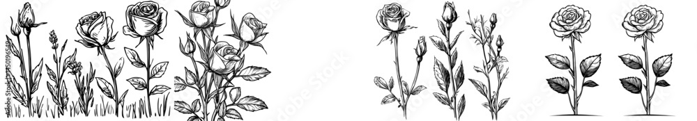 Obraz premium A compilation of refined black rose outlines featuring diverse patterns and intricacies suitable for inventive endeavors