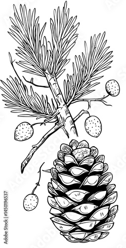 A detailed illustration of a pinecone revealing its complex shape and vegetal splendor