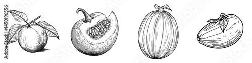 Modern tropical dessert of muskmelon fruit is depicted in a yellow ripe melon isolated sketch