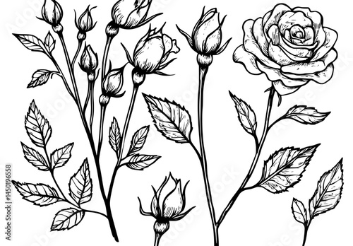 A series of rose silhouettes in black and white showcases the range of bloom stages and foliage types