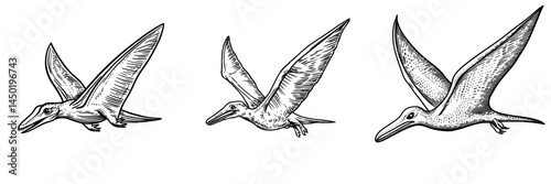 A sketch of a pterodactyl, an isolated flying pteranodon dinosaur bird, is depicted alongside modern and prehistoric pterosaur dino animals