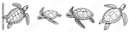 A modern monochrome sketch of a turtle, a type of isolated nautical tortoise, is depicted as a marine animal and sea reptile