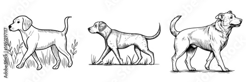 A modern animal, the dog is an isolated icon, specifically a hunting canine and a large pointer hound breed