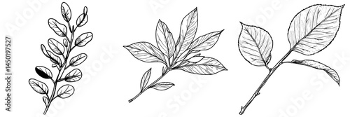 A modern icon depicting an autumn acacia leaf is presented as a cartoonish foliage, specifically a red fallen tree leaf, serving as a design element isolated against a white background to symbolize a