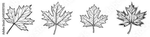 The modern icon of a red maple leaf represents autumn and fall tree leaves, isolated foliage symbolizing Canadian nature and the Thanksgiving holiday