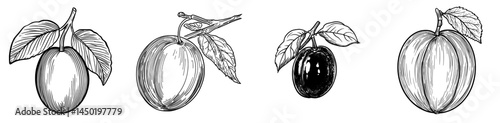 Ripe garden plums or prunes, a modern organic plant, are produced in a healthy and natural way, as depicted in a cartoon of whole and half damson fruits with stems and pits on a white background