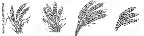 Golden spica of wheat and grains are isolated, a key ingredient in modern bakery cereal food and bread, derived from the flour of the plant